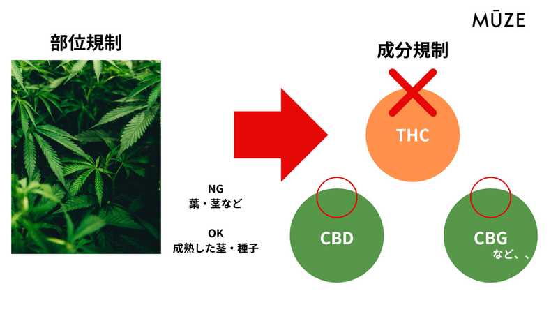 【2024年改正】大麻取締法の内容をわかりやすく解説！いつから施行？